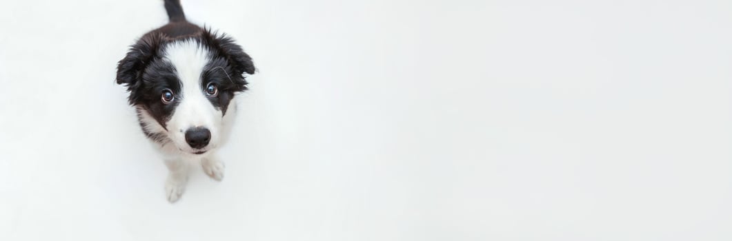 Funny studio portrait of cute smilling puppy dog border collie isolated on white background. Pet care and animals concept. Banner photo