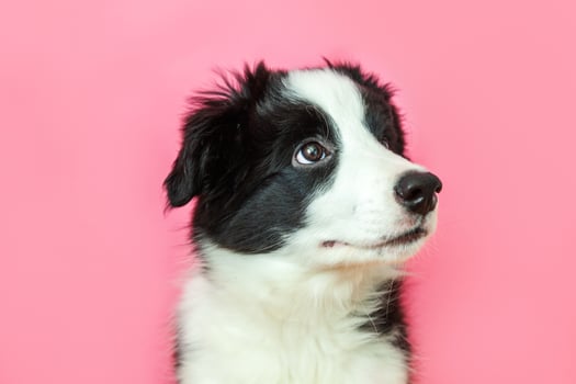 Funny studio portrait of cute smilling puppy dog border collie on pink pastel background photo