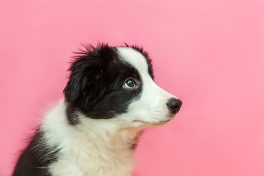 Funny studio portrait of cute smilling puppy dog border collie on pink pastel background photo