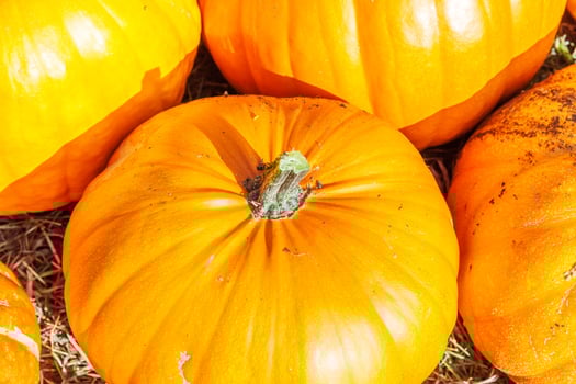 Natural autumn fall view pumpkin on eco farm background. Inspirational october or september wallpaper. Change of seasons, ripe organic food concept. Halloween party Thanksgiving day. photo