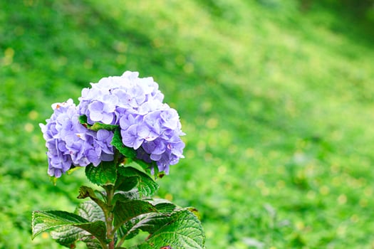 hydrangea flower green photo