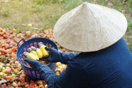 Asian gardener wears hat, blue shirt is working and selecting cashew apple fuits into basket. Concept, agriculture occupation. Check, inspect quality before being crop goods photo