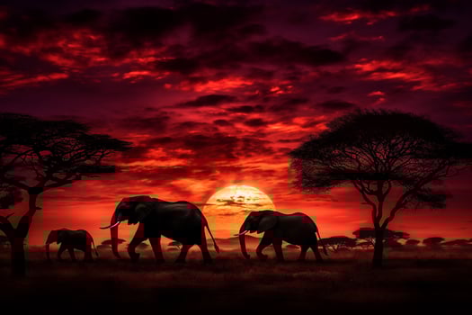 Stunning African safari scene at sunset with elephants, giraffes, and zebras under a fiery sky photo