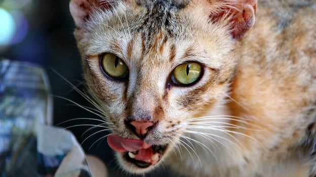 close-up photo of cat face.