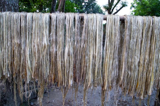 Close-up shot of raw jute fiber hanging under the sunlight for drying. Brown jute fiber texture photo