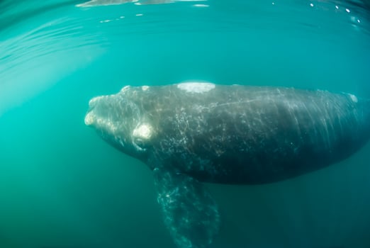Elephant Seal in Chabut, Patagonia photo