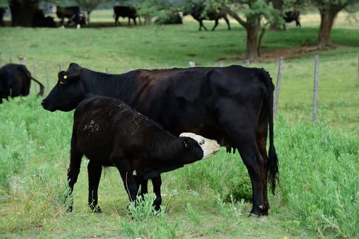 Cattle and  calf sucking, Argentine countryside,La Pampa Province, Argentina. photo