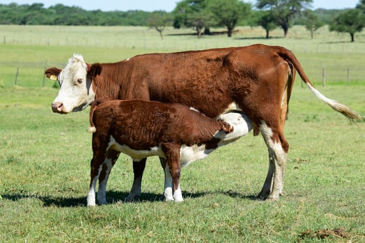 Cattle and  calf sucking, Argentine countryside,La Pampa Province, Argentina. photo