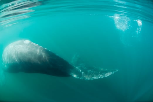 Elephant Seal in Chabut, Patagonia photo