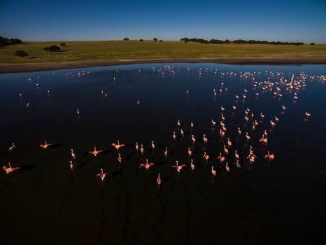 Flamingos in patagonia , Aerial View photo