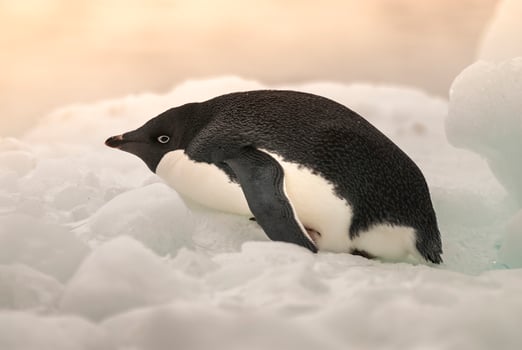 Adelie Penguin, juvenile on ice, Paulet island, Antarctica photo