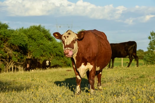 Cattle raising  with natural pastures in Pampas countryside, La Pampa Province,Patagonia, Argentina. photo