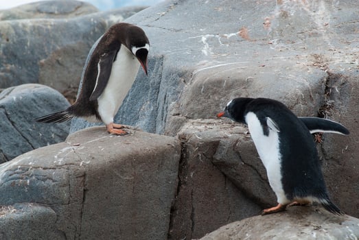 Gentoo Penguin, Pygoscelis papua, Antartica. photo