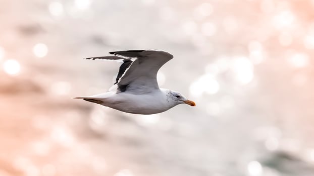 Sea Gull in flight, Larus Dominicanus, Patagonia, Argentina photo