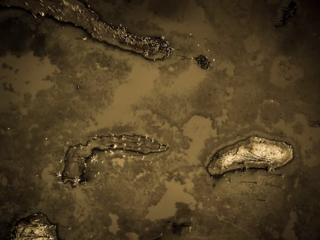 Flock of birds , Aerial View photo