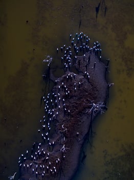 Flock of birds , Aerial View photo