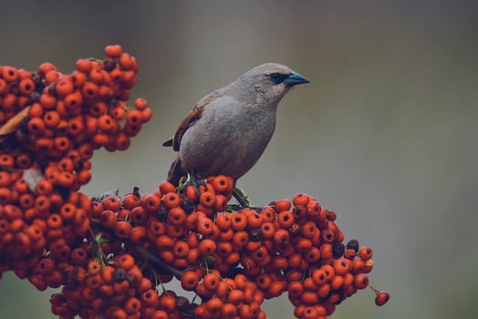 Bird eating red fruits,Patagonia Argentina photo