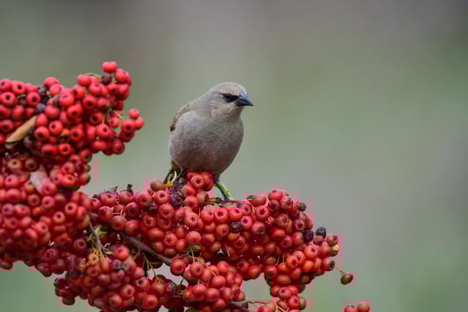 Bird eating red fruits,Patagonia Argentina photo