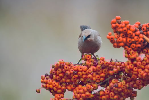 Bird eating red fruits,Patagonia Argentina photo