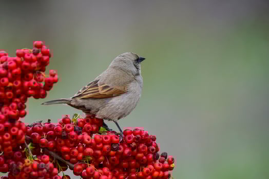 Bird eating red fruits,Patagonia Argentina photo
