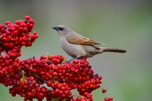 Bird eating red fruits,Patagonia Argentina photo