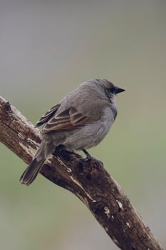 Bird eating red fruits,Patagonia Argentina photo