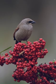 Bird eating red fruits,Patagonia Argentina photo