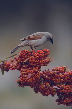 Bird eating red fruits,Patagonia Argentina photo