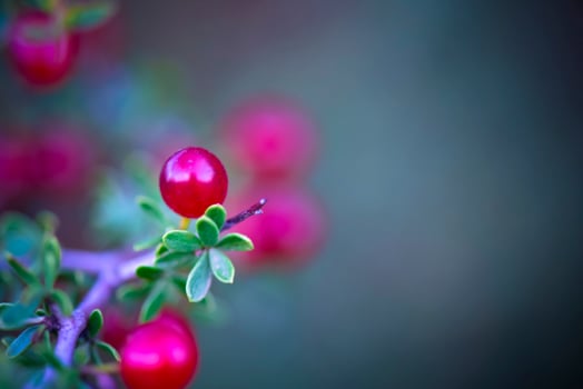 Small red wild fruits in the Pampas forest, Patagonia, Argentina photo