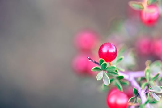 Small red wild fruits in the Pampas forest, Patagonia, Argentina photo