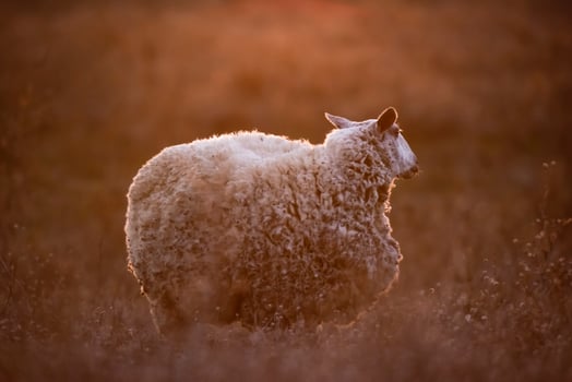 Landscape with sheep at sunset in the field photo