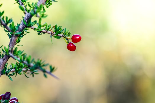 Red Wild fruits, in Patagonia Forest, Argentina photo