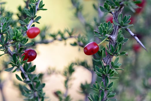 Red Wild fruits,called piquillin, in Patagonia Forest, Argentina photo
