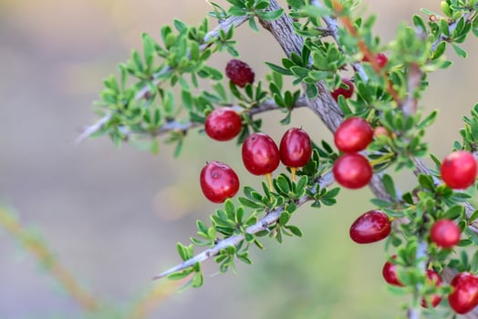 Red Wild fruits,called piquillin, in Patagonia Forest, Argentina photo