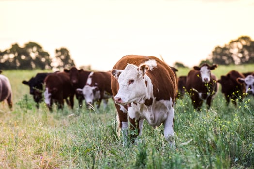 Cows raised with natural grass, Argentine meat production photo