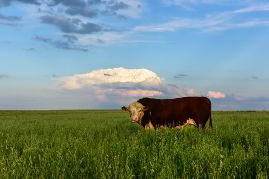 Bull raised with natural grass, Argentine meat production photo