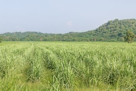 Sugarcane early growth field photo