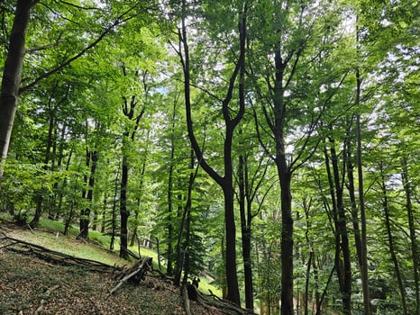 the forest of the Italian province of Liguria in the summer season of 2023 photo