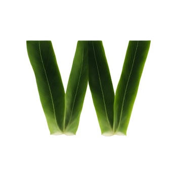 Green leaf typography text design uppercase alphabet W, photo