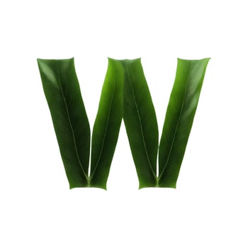 Green leaf typography text design uppercase alphabet W, photo