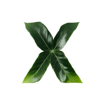 Green leaf typography text design uppercase alphabet X, photo