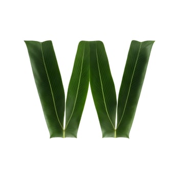Green leaf typography text design lowercase alphabet w, photo