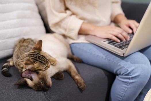 woman working from home with cat. cat asleep on the laptop keyboard. assistant cat working at Laptop photo