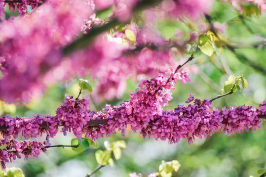 A tree with pink flowers in the spring photo