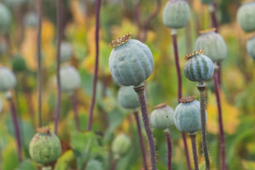 Field of poppies. Papaver somniferum. Poppies, agricultural crop. photo