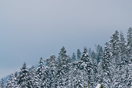 close up of snow- winter in the wood photo