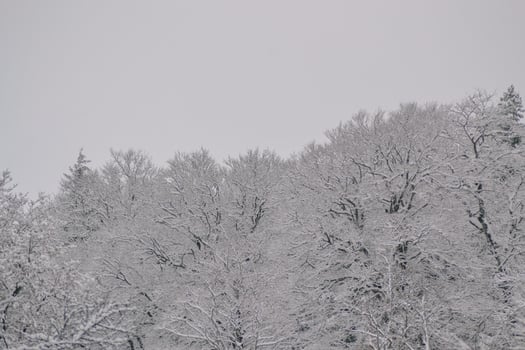 close up of snow- winter in the wood photo