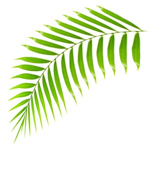 Fresh palm tree branch isolated photo