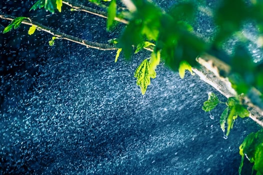 Rain in the rain forest photo