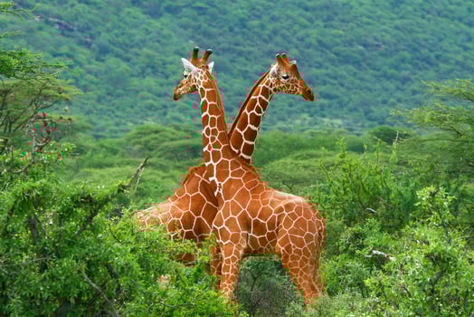 Fight of two giraffes photo